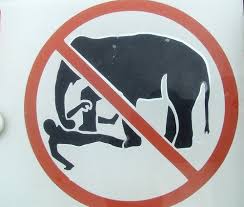 Prohibido matar elefantes