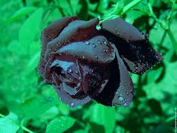 La Rose et le Noir... Images?q=tbn:ANd9GcQKpziyRLdOvMYp_NbhUIR6NGPDpRx58UCuZKlfqz3cfxa3Sf66