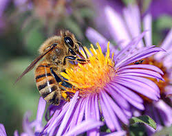 bee, pollination, nature 