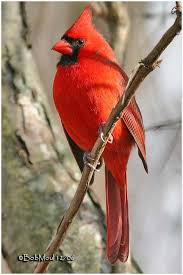 Le Cardinal rouge (Cardinalis cardinalis) est une espèce de passereaux d'Amérique du Nord de la famille des Cardinalidae. Il doit son nom à la couleur rouge du plumage du mâle qui rappelle les vêtements rouges des cardinaux catholiques. Il est présent au sud du Canada, dans l’est des États-Unis (du Maine au Texas), au Mexique, et au nord du Guatemala et du Belize. Il fréquente les bois, les jardins et les marais.