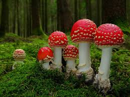 The health benefits of mushroom Images?q=tbn:ANd9GcSIZO9b3B05cXNK1CS-M51N-yVVXcZfNGBEme7s7WjRTx-o2pjA
