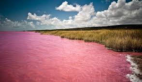 البحيرة الوردية Images?q=tbn:ANd9GcSVvkV3PIUUZZ6lAQTdOeFchJQE8-geTVfUHLEPEOzQTVxbMojf
