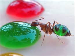 تصاویر جالب از مورچه ها