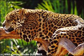  Le jaguar 