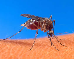 Mosquitoes can transmit dieases