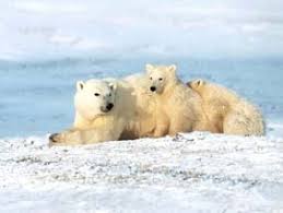 http://www.futura-sciences.com/news-ours-polaires-auront-ils-disparu-canada-25-ans_8759.php